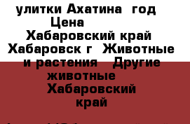 улитки Ахатина 1год › Цена ­ 2 000 - Хабаровский край, Хабаровск г. Животные и растения » Другие животные   . Хабаровский край